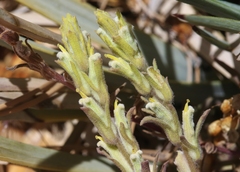 Castilleja plagiotoma
