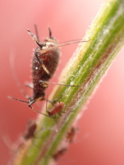 Uroleucon jaceicola