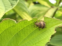 Pseudocneorhinus bifasciatus