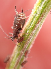 Uroleucon jaceicola
