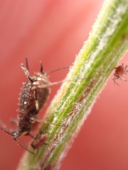 Uroleucon jaceicola