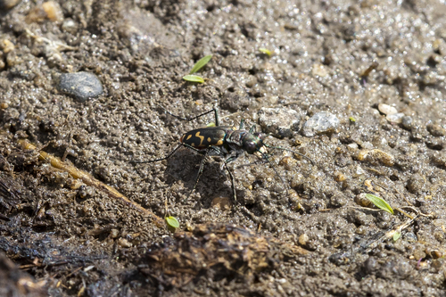 iNaturalist observation photo of Wetsalts Tiger Beetle
