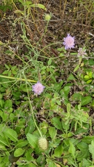 Sixalix atropurpurea