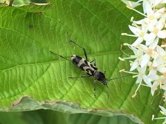 Chlorophorus diadema
