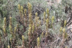 Castilleja plagiotoma
