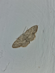 Idaea seriata