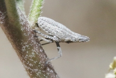 Orgeriinae