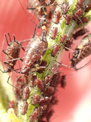 Uroleucon jaceicola