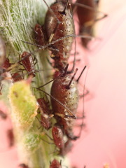 Uroleucon jaceicola