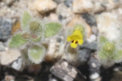 Mimetanthe pilosa