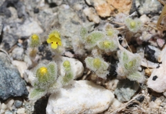 Mimetanthe pilosa