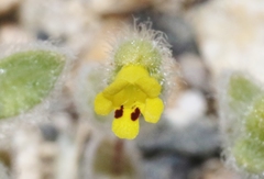 Mimetanthe pilosa