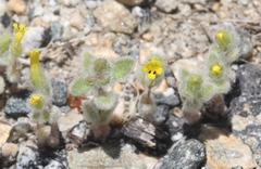 Mimetanthe pilosa
