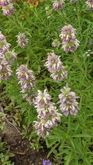 Monarda citriodora