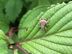Pseudocneorhinus bifasciatus