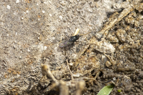 iNaturalist observation photo of Brachyceran Flies
