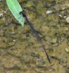 Prodasineura verticalis