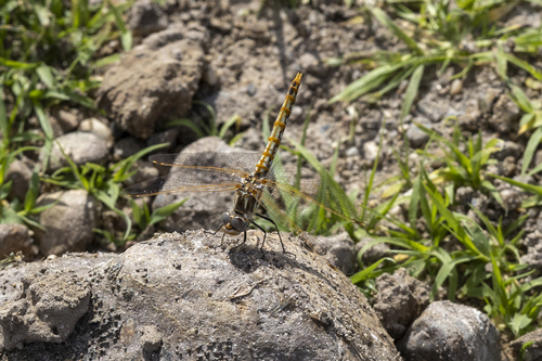 iNaturalist observation photo of Variegated Meadowhawk