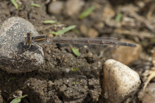 iNaturalist observation photo of Bluets