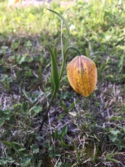 Fritillaria collina