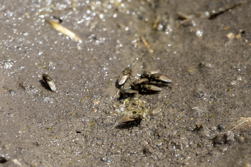 iNaturalist observation photo of Rachispoda
