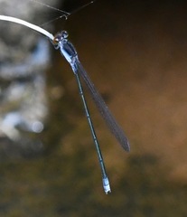 Pseudagrion pruinosum