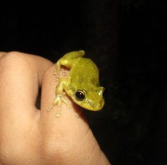 Scinax x-signatus