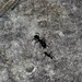 Camponotus gouldi