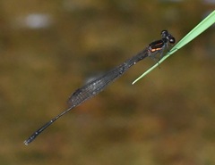 Prodasineura verticalis