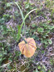 Fritillaria collina