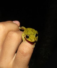 Scinax x-signatus