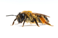 Andrena tibialis