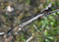 Prodasineura verticalis