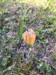 Fritillaria collina