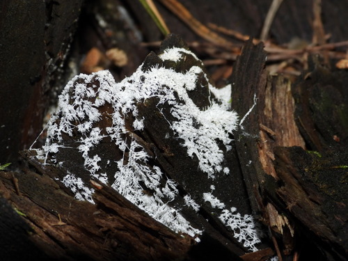 Šakotasis gleivukas