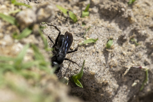 iNaturalist observation photo of Typical Spider Wasps