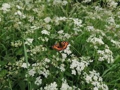 Aglais urticae