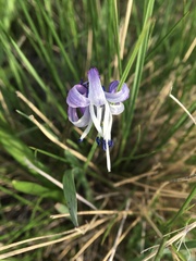Scilla rosenii