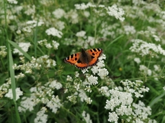 Aglais urticae