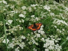 Aglais urticae