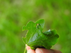 Aceria macrocheluserinea