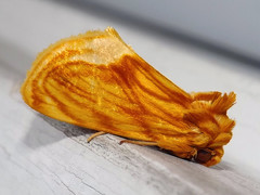 Cirrhophanus triangulifer