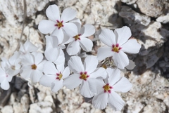 Linanthus concinnus