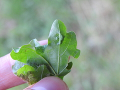 Aceria macrocheluserinea