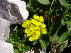 Alyssum wulfenianum ovirense