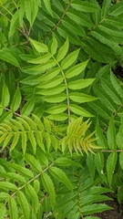 Rhus glabra