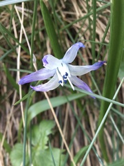 Scilla rosenii