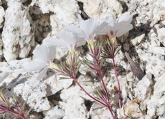 Linanthus concinnus