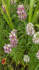 Monarda citriodora