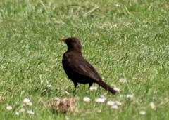 Turdus merula